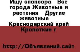 Ищу спонсора - Все города Животные и растения » Другие животные   . Краснодарский край,Кропоткин г.